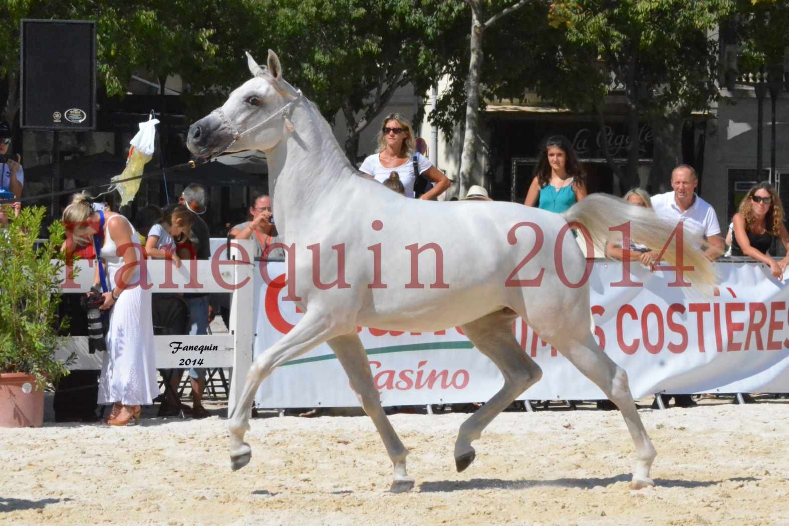 Concours National de Nîmes de chevaux ARABES 2014 - ENVY ETERNITY - 04