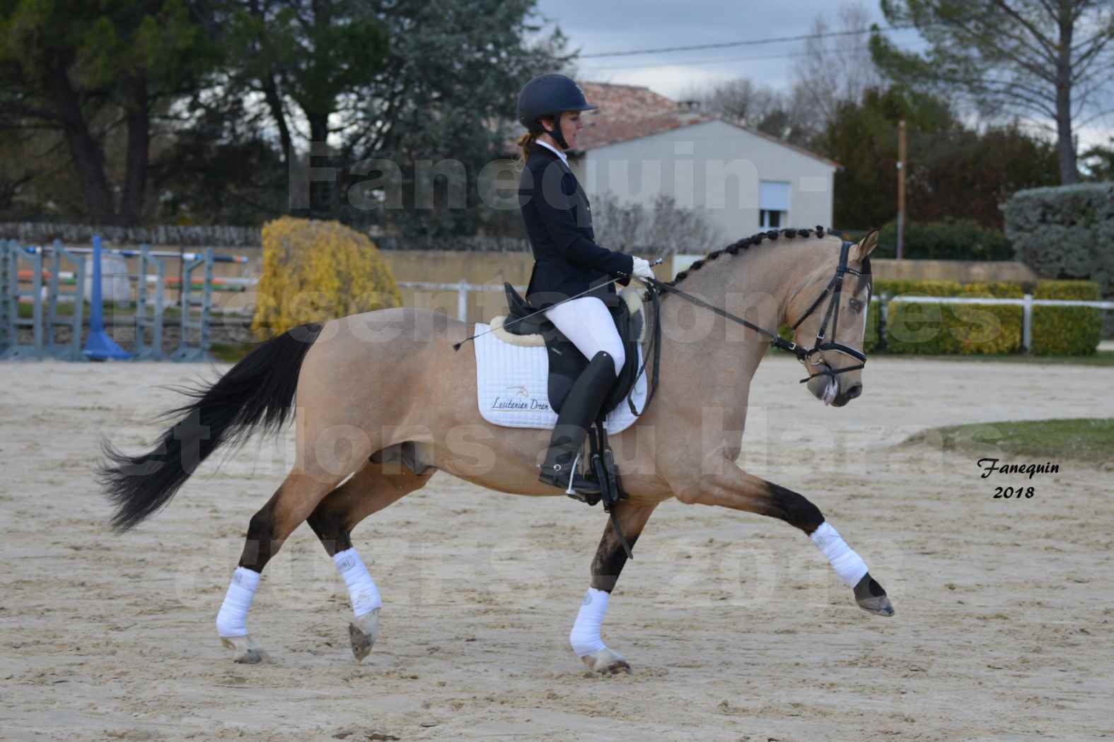 Présentation d’Étalons au Haras d'UZES 2018 - CARLCHEN 57 - notre sélection - monté - 4