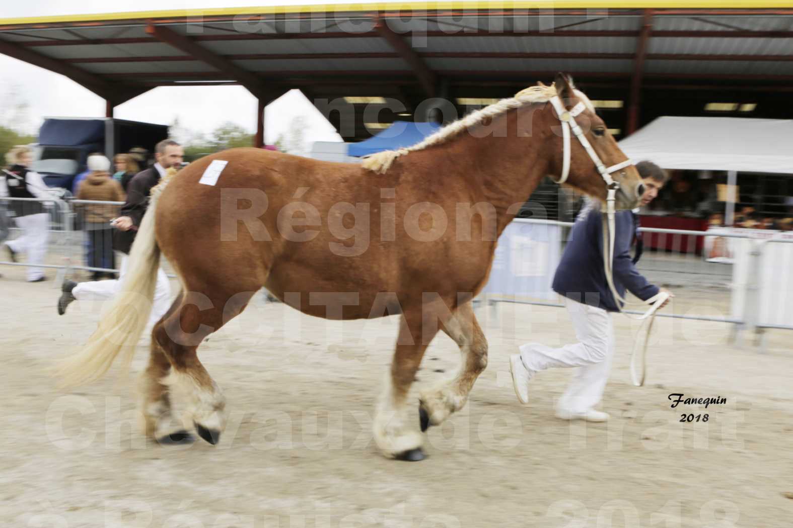 Concours Régional "OCCITANIE" de Chevaux de Traits à REQUISTA en 2018 - GINA DE GRILLOLES - 5