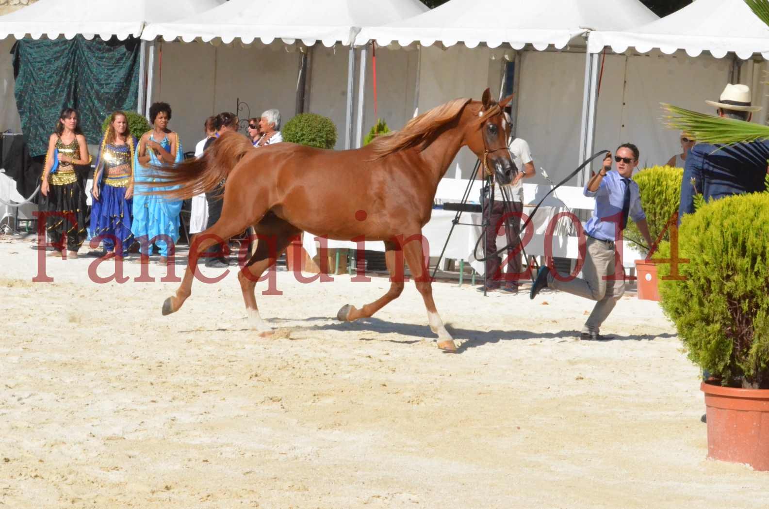 Concours National de Nîmes de chevaux ARABES 2014 - Championnat - MASSAI DE BARREL - 53