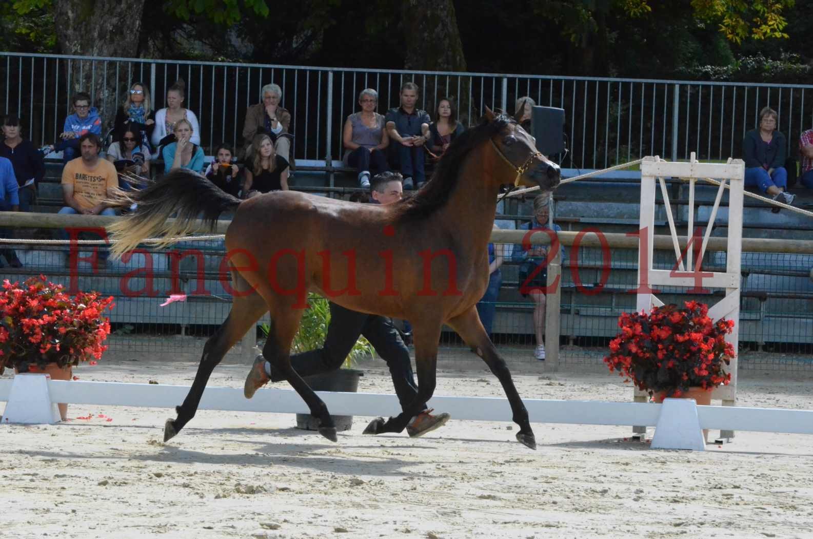 Championnat de FRANCE 2014 - Amateurs - KAL'ELLE D'ELHORIA - 42