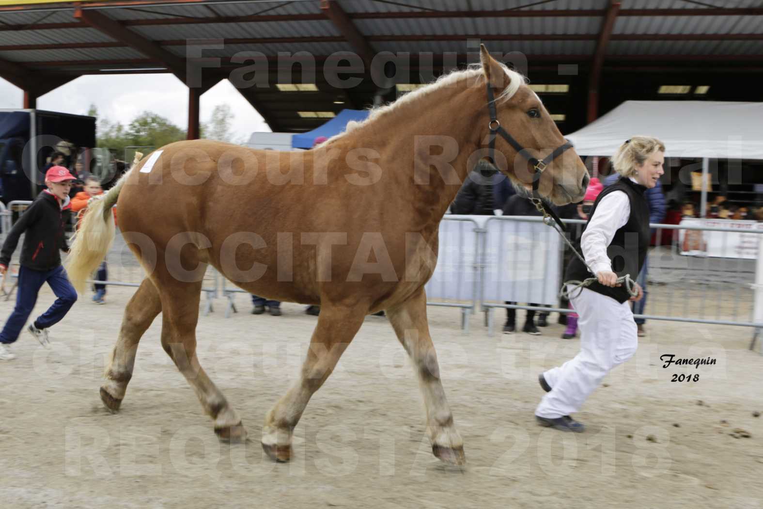 Concours Régional "OCCITANIE" de Chevaux de Traits à REQUISTA en 2018 - GASPARINE 3 - 5