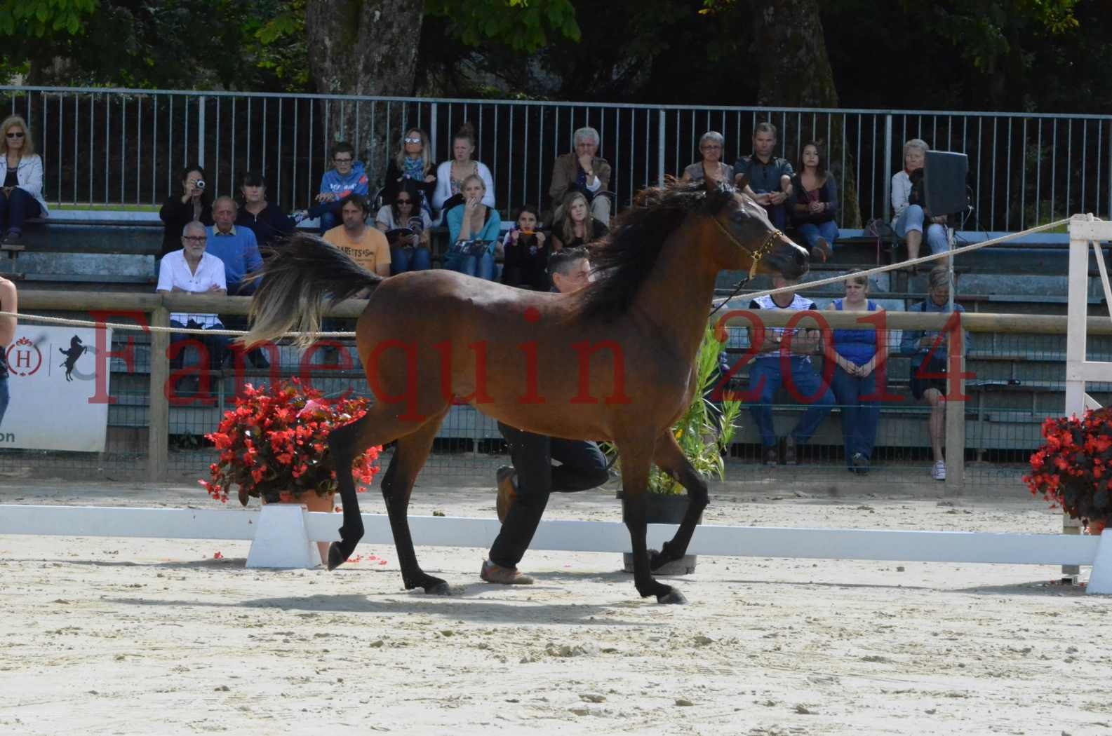 Championnat de FRANCE 2014 - Amateurs - KAL'ELLE D'ELHORIA - 41