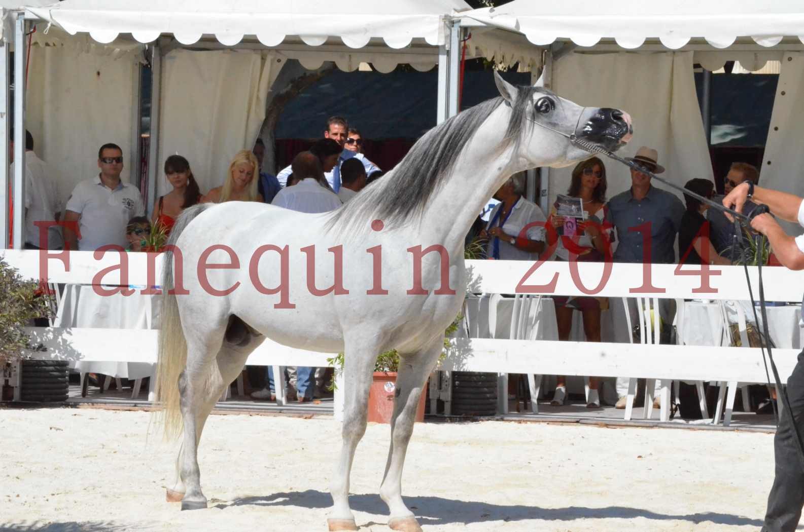 Concours National de Nîmes de chevaux ARABES 2014 - Sélection - SHAOLIN DE NEDJAIA - 84