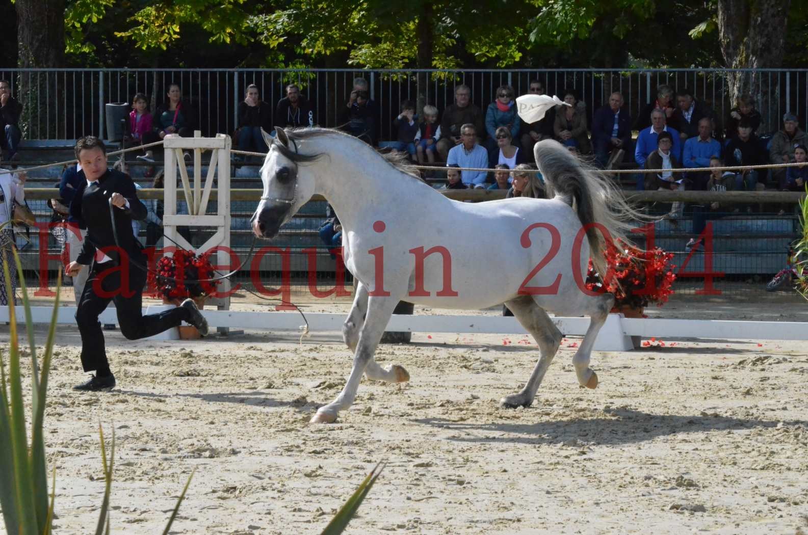 CHAMPIONNAT DE FRANCE  2014 A POMPADOUR - Sélection - SHAOLIN DE NEDJAIA - 36