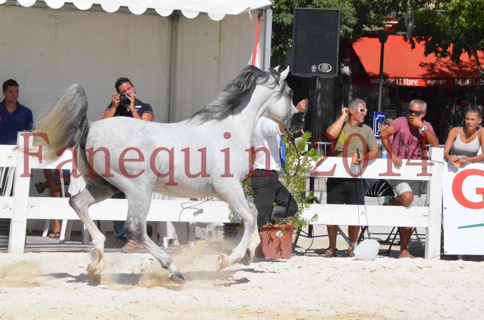 Concours National de Nîmes de chevaux ARABES 2014 - Sélection - SHAOLIN DE NEDJAIA - 24