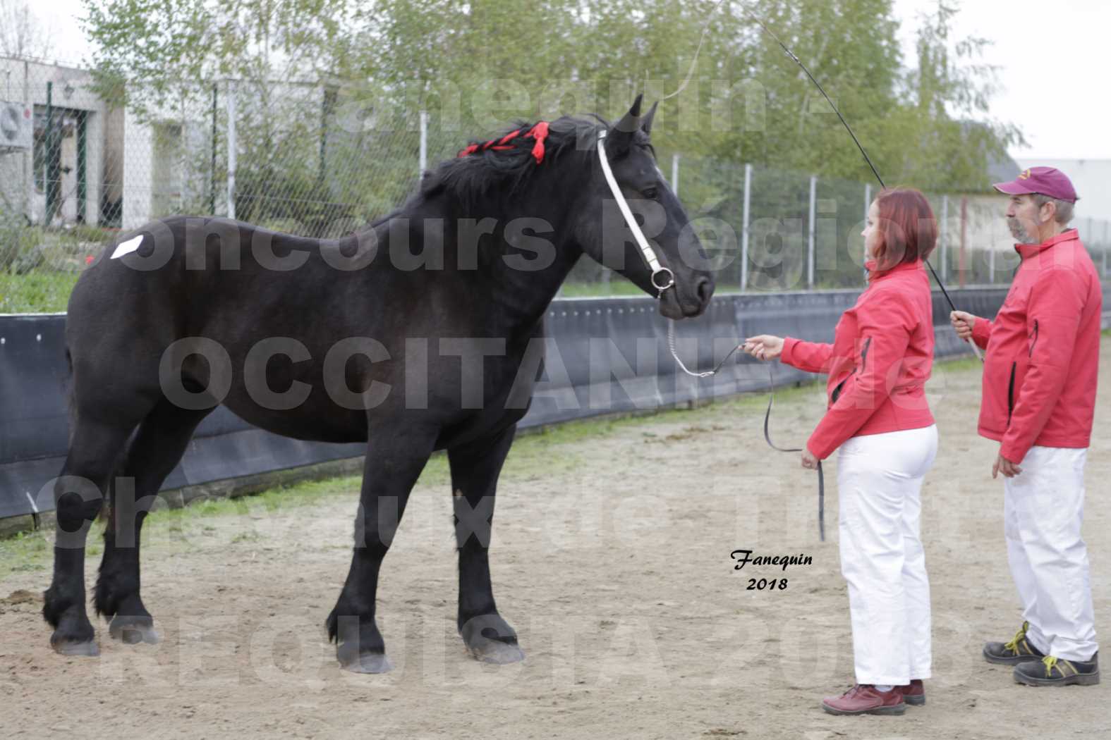 Concours Régional "OCCITANIE" de Chevaux de Traits à REQUISTA en 2018 - GRIOTTE DU FIOU - 2