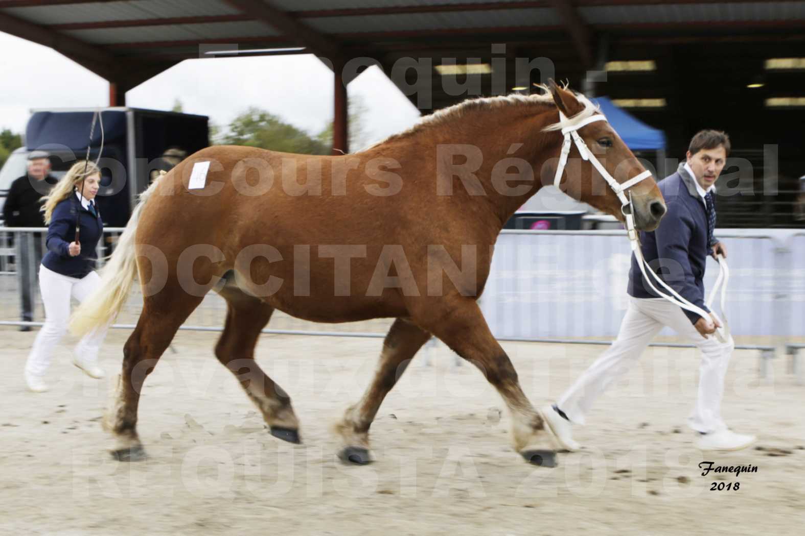Concours Régional "OCCITANIE" de Chevaux de Traits à REQUISTA en 2018 - FIDJY DE GRILLOLES - 4