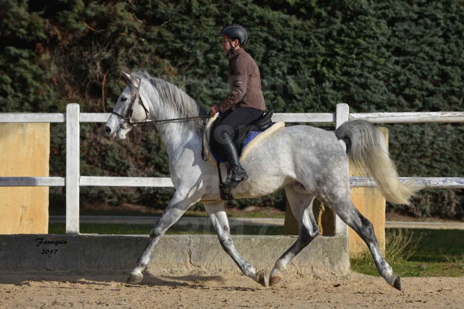 Présentation d’Étalons aux Haras d'UZES - présentation monté - ZA'IM AL HFIFA - 4