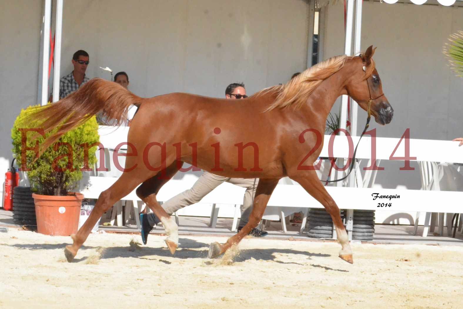 Concours National de Nîmes de chevaux ARABES 2014 - Notre Sélection - MASSAI DE BARREL - 09