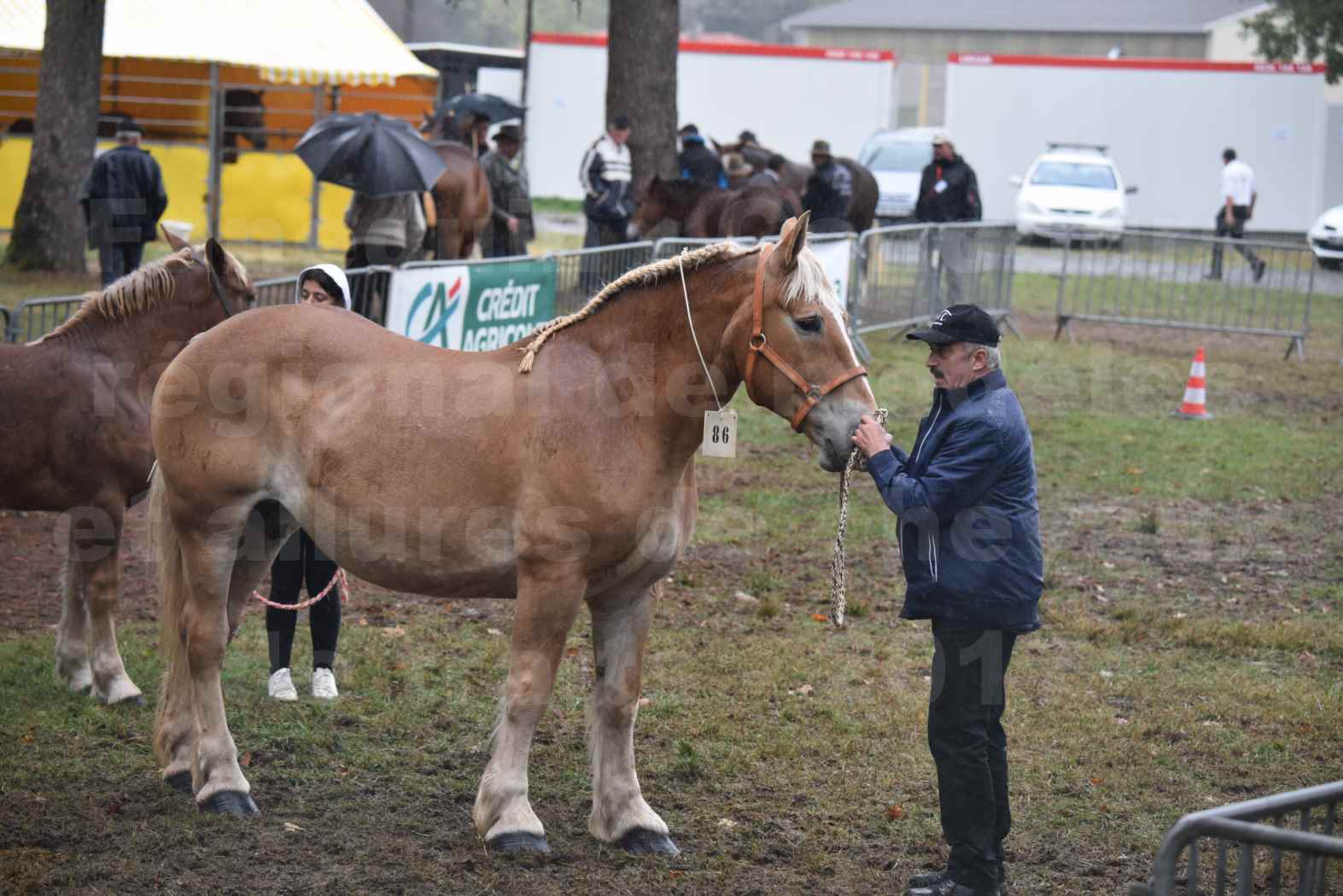 Concours Régional de chevaux de traits en 2017 - Trait BRETON - Jument suitée - OREE DES AMOUROUX - 02