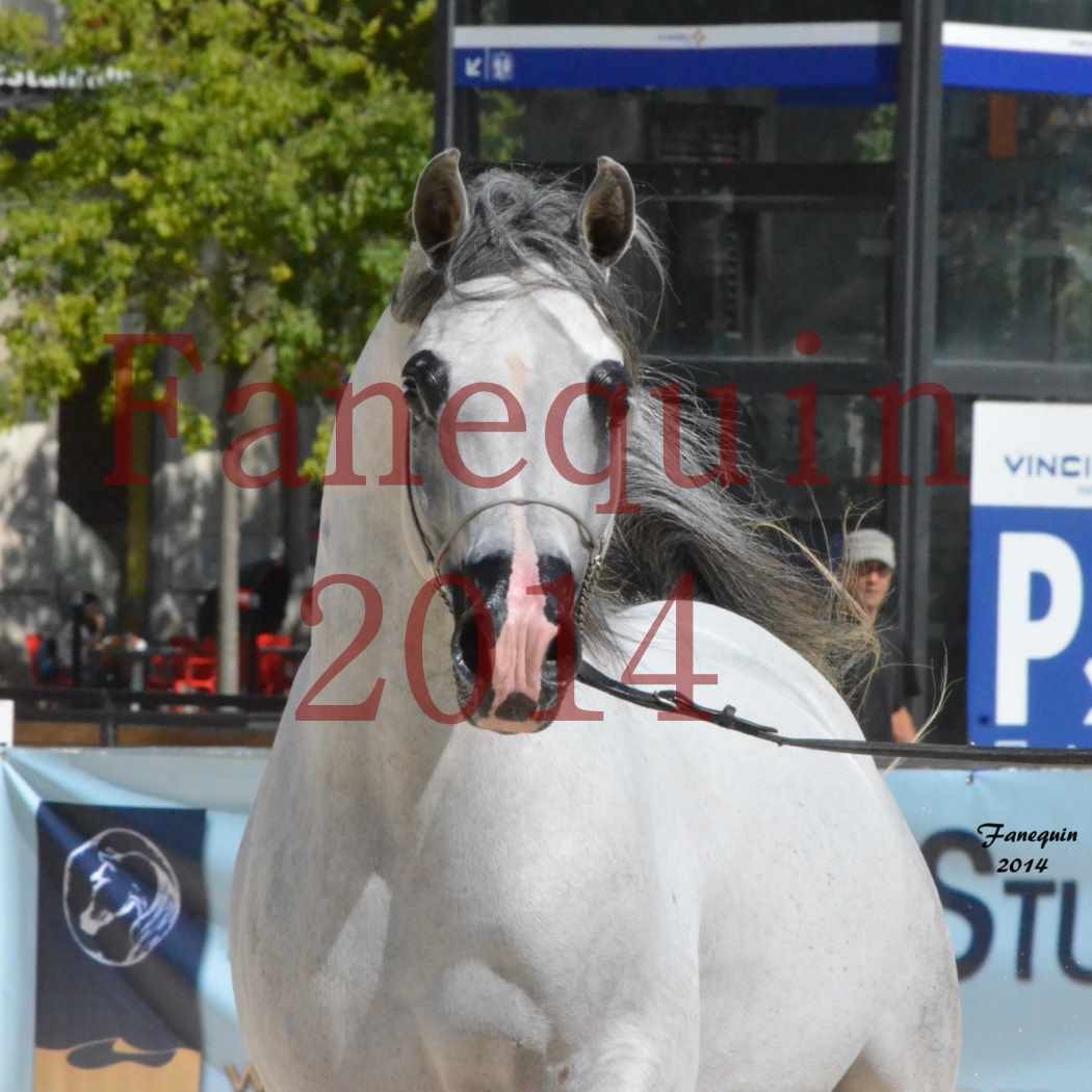 Concours National de Nîmes de chevaux ARABES 2014 - Notre Sélection - Portraits - SHAOLIN DE NEDJAIA - 07