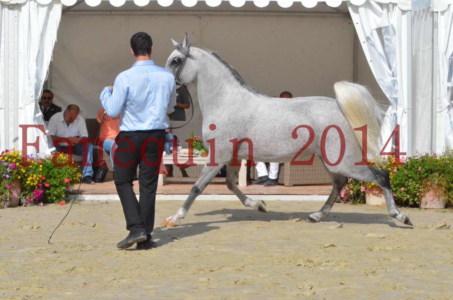 CHAMPIONNAT DE FRANCE  2014 A POMPADOUR - Sélection - SHEYK DE GARGASSAN - 01