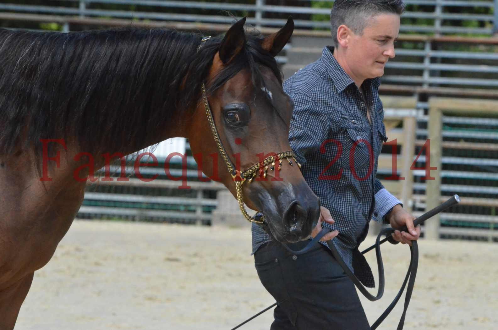 Championnat de FRANCE 2014 - Amateurs - KAL'ELLE D'ELHORIA - 86