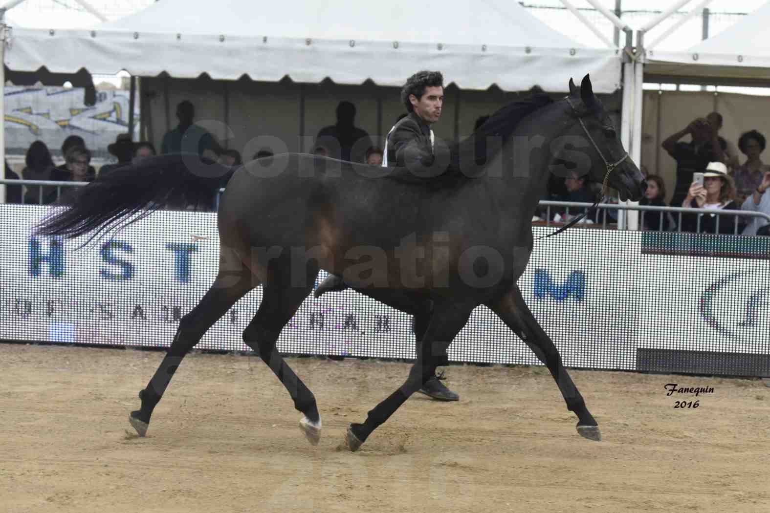 Championnat du pur-sang arabe de la Méditerranée et des pays arabes - MENTON 2016 - ADAYA - Notre Sélection - 03