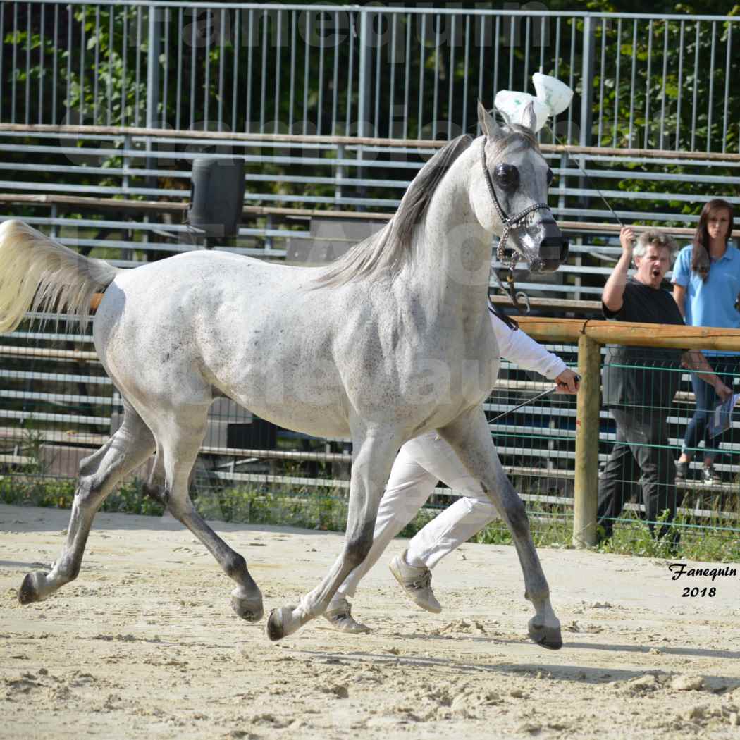 Championnat de FRANCE de Chevaux Arabes 2018 à Pompadour - LOHENBERG ADIL - Ma Sélection - 13