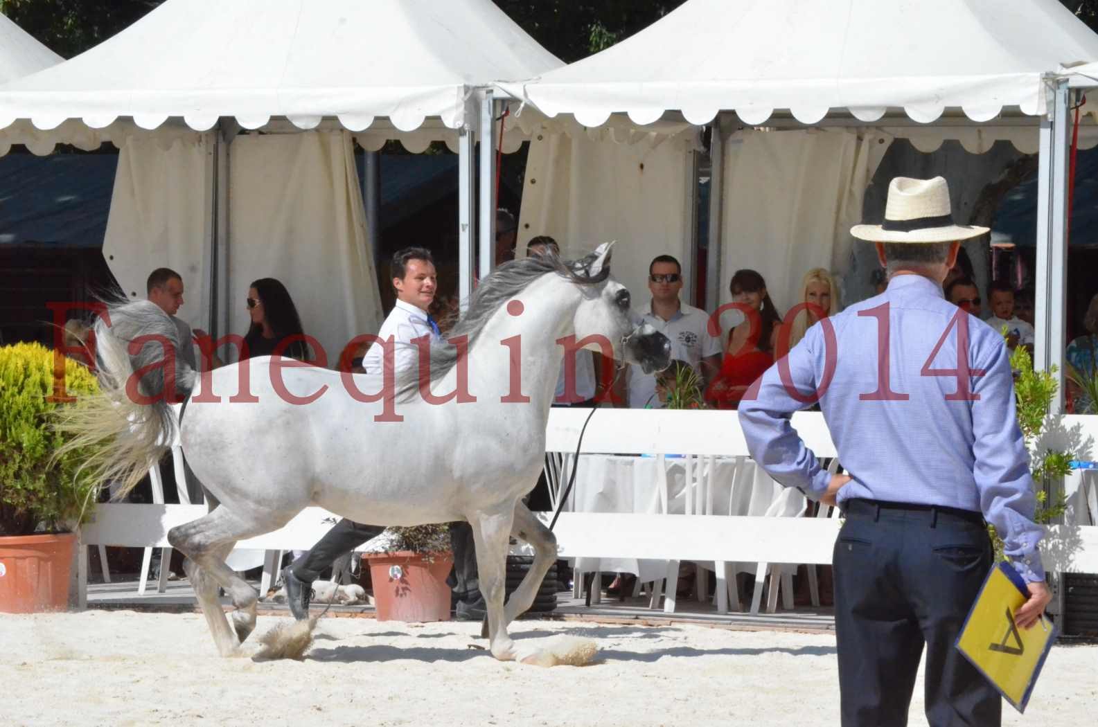 Concours National de Nîmes de chevaux ARABES 2014 - Sélection - SHAOLIN DE NEDJAIA - 64