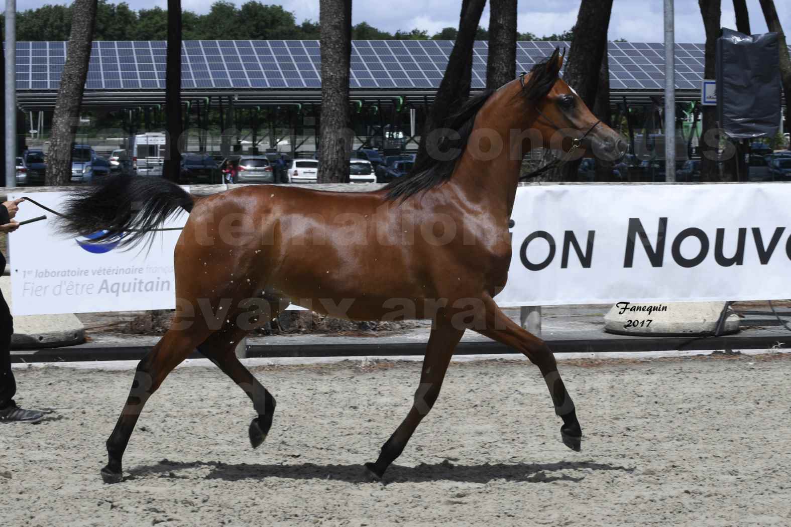 Concours international de chevaux ARABES - "Arabian Masters" Bordeaux 2017 - JABBOK DE NAUTIAC - 07