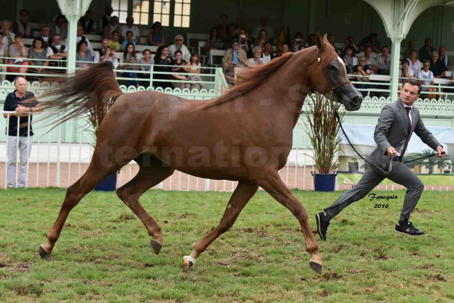 International Arabian Horse Show B de VICHY 2016 - PEARL DE DJOON - Notre Sélection - 14