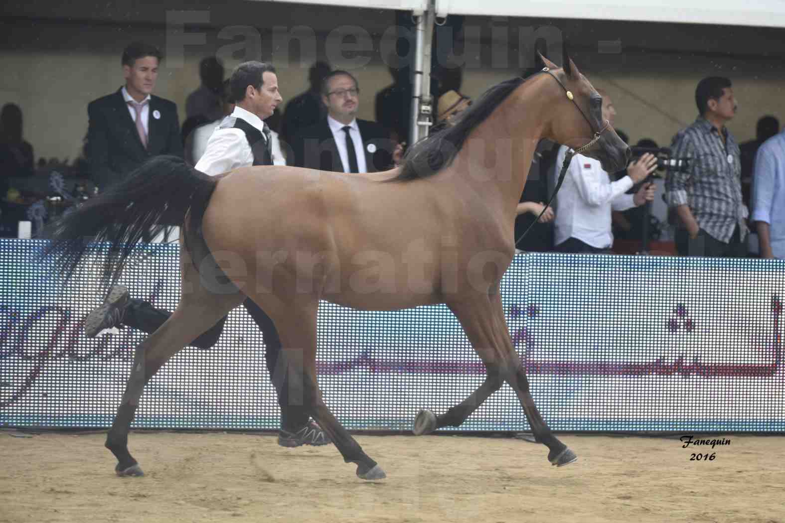 Championnat du Pur-Sang Arabe de la Méditerranée et des pays Arabes - MENTON 2016 - MAZAYA DOMITIA - Notre Sélection - 12