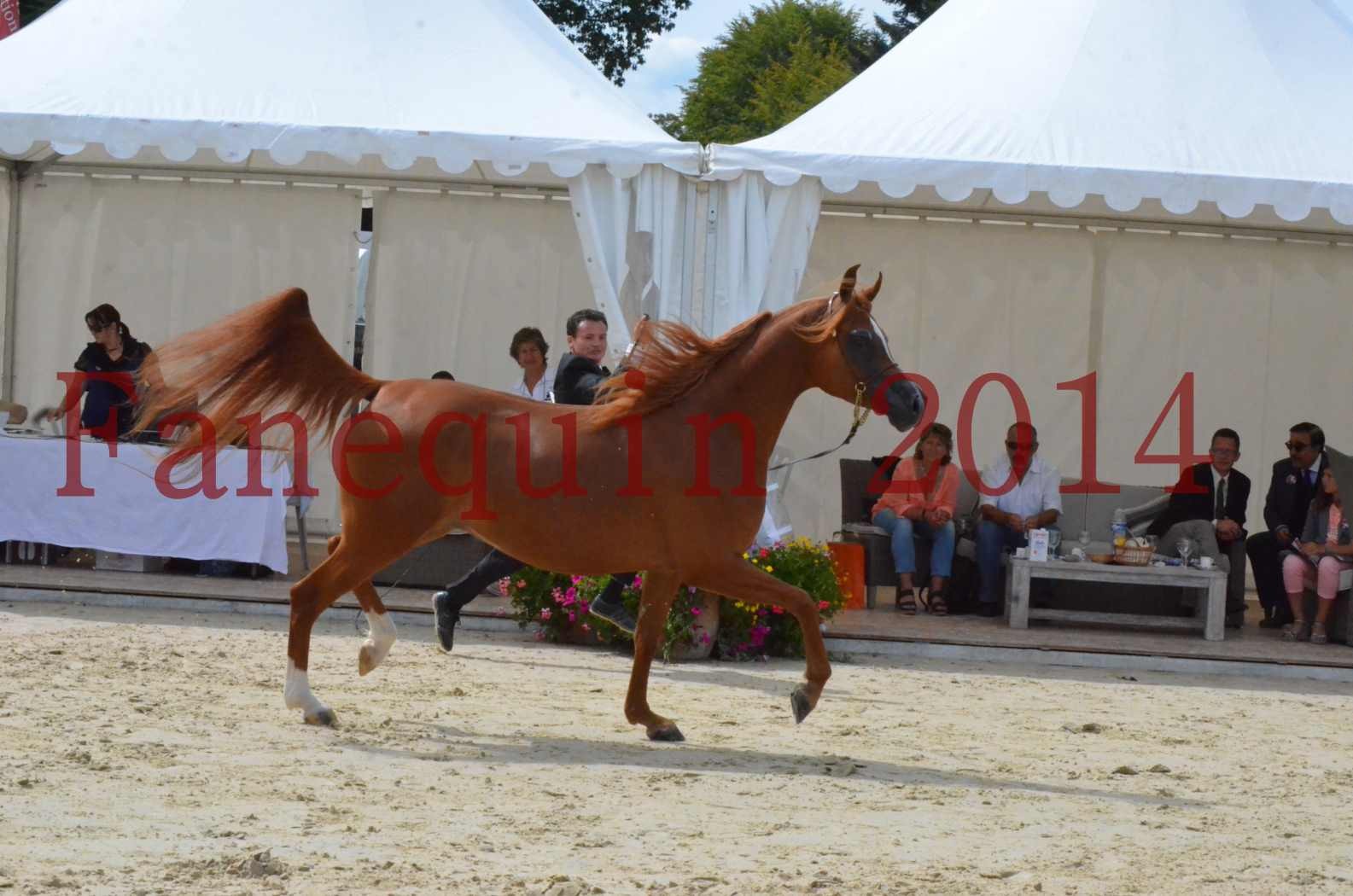 ﻿CHAMPIONNAT DE FRANCE 2014 A POMPADOUR - Championnat - KINSHASA JA - 07