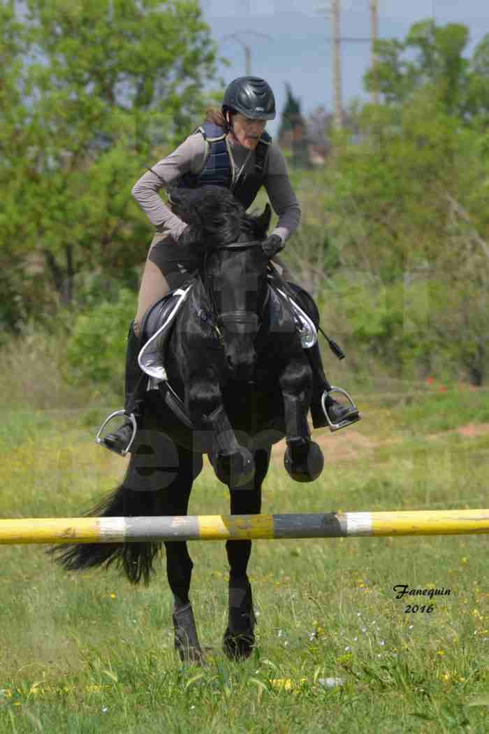 Elevage ARABOFRISON de Noémie CHARNAY - Étalon ARABOFRISON - ARDAN DU BELIER - 10