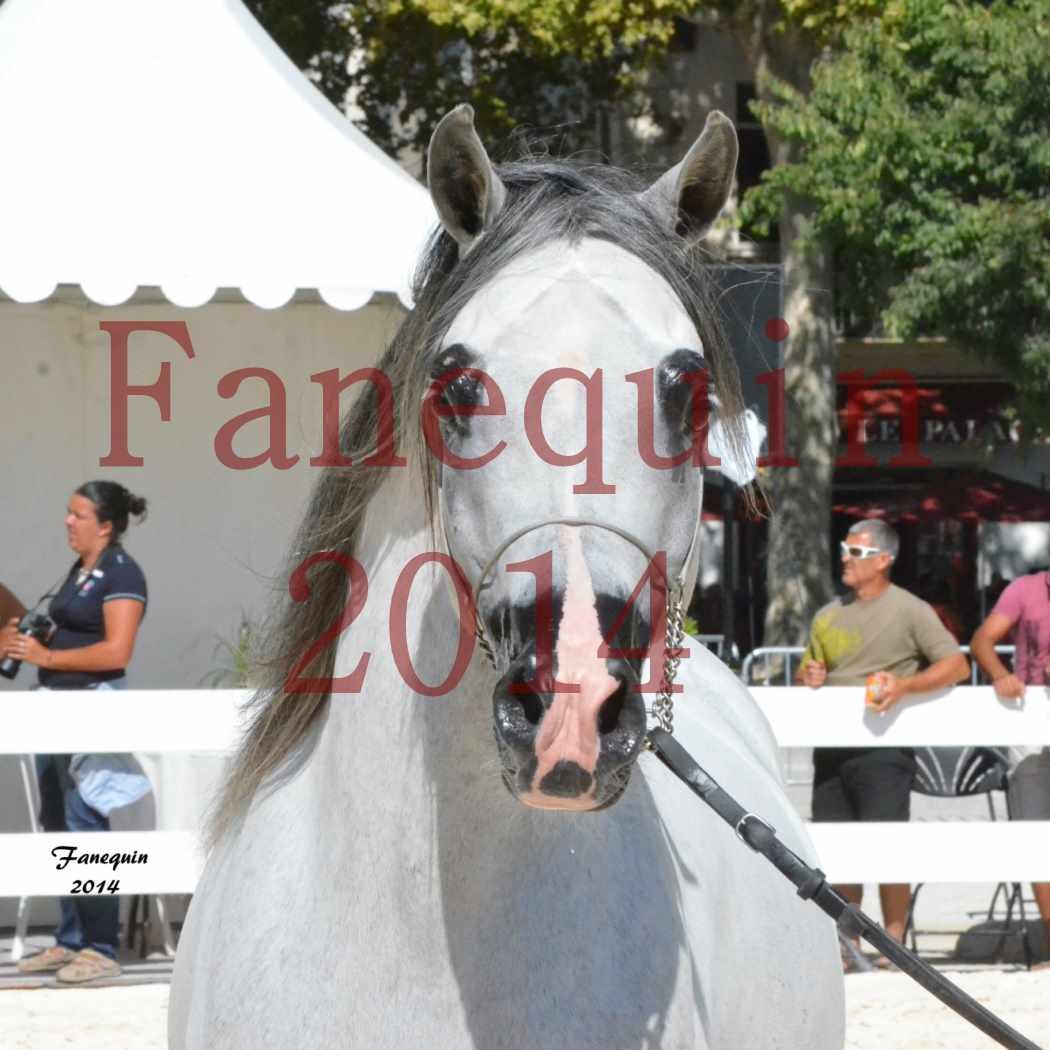 Concours National de Nîmes de chevaux ARABES 2014 - Notre Sélection - Portraits - SHAOLIN DE NEDJAIA - 02