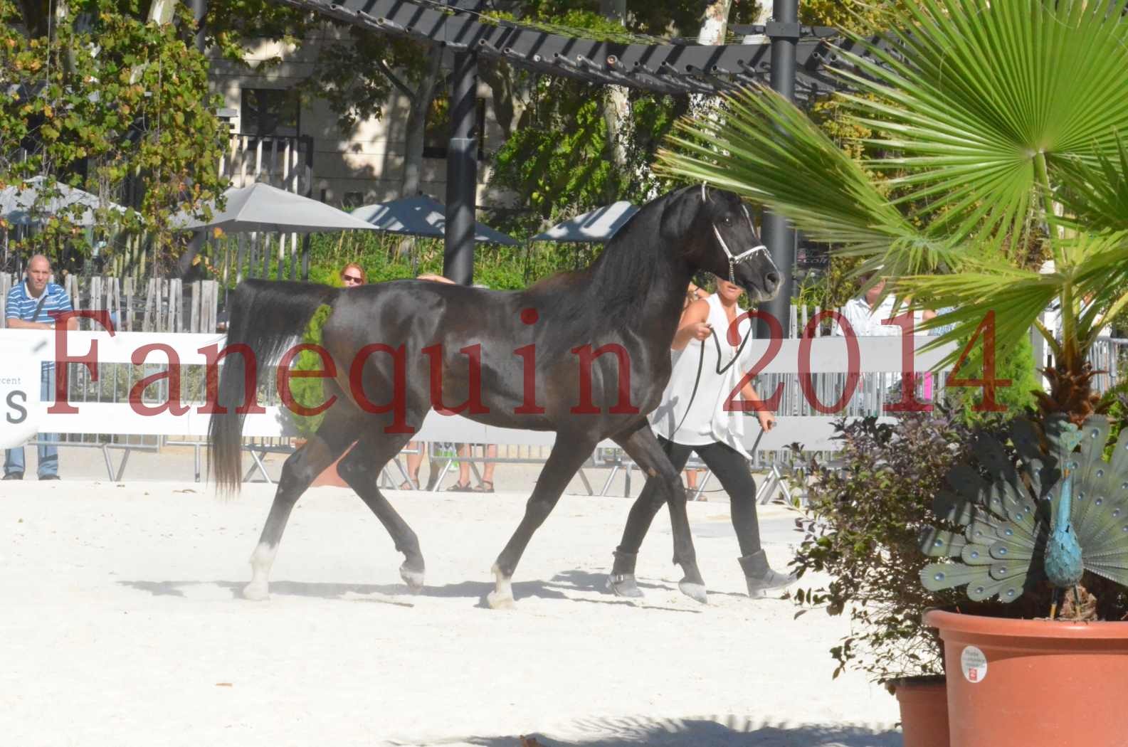 Concours National de Nîmes de chevaux ARABES 2014 - Sélection - Portraits - BALTYK DE CHAUMONT - 05