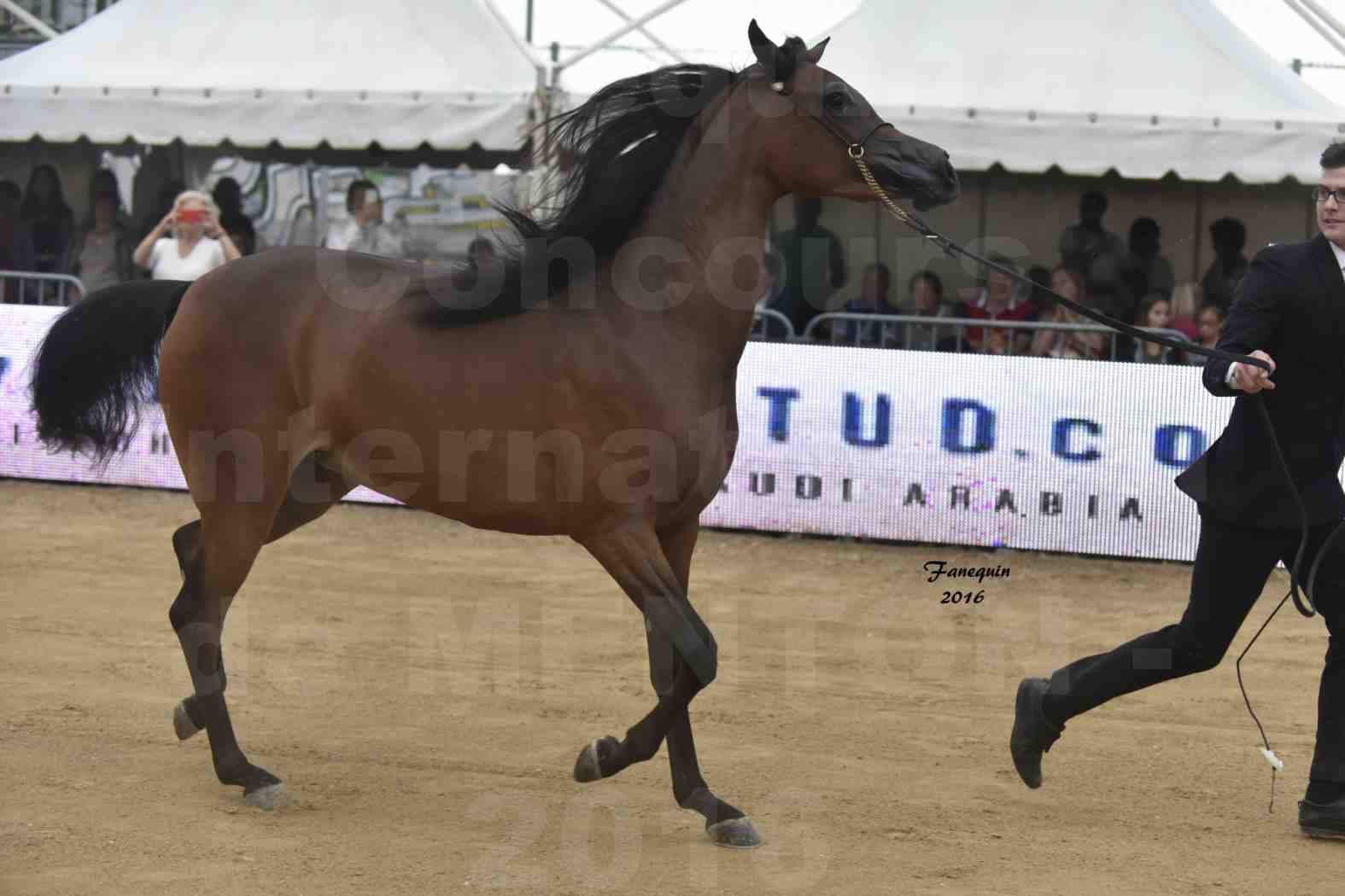 Championnat du pur-sang arabe de la Méditerranée et des pays arabes - MENTON 2016 - REMAL  AL SHAQAB - Notre Sélection - 1