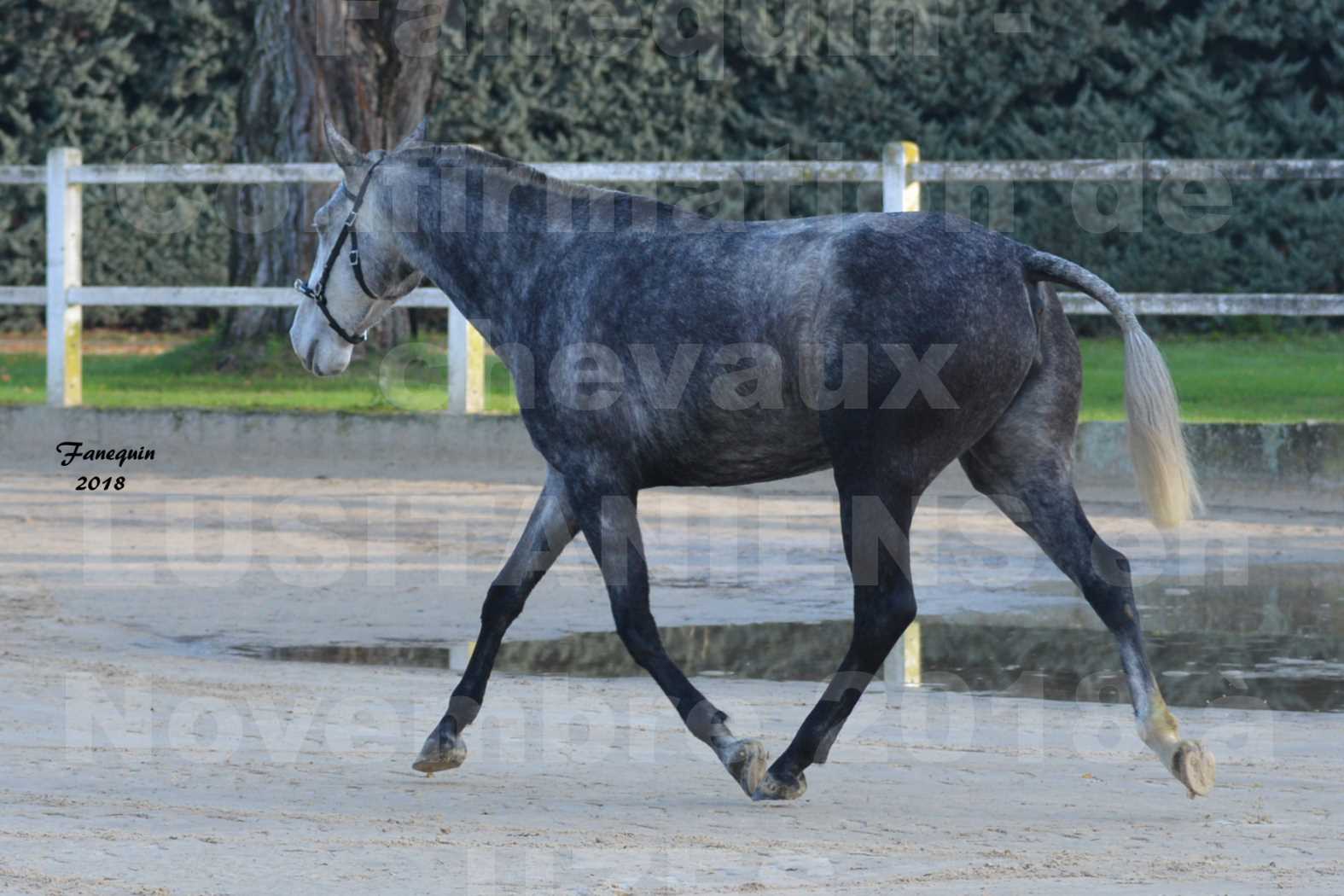 Confirmation de chevaux LUSITANIENS aux Haras d'UZES Novembre 2018 - DALIA DU CLOS - 2