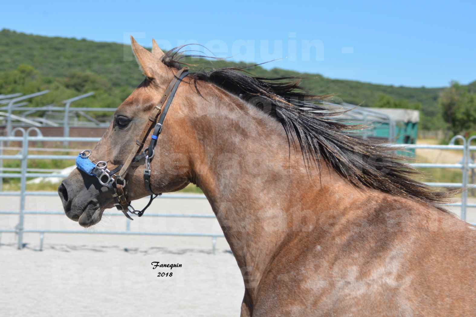 Concours d'Elevage de chevaux Arabes  le 27 juin 2018 à la BOISSIERE - MAREK LOTOIS - 4