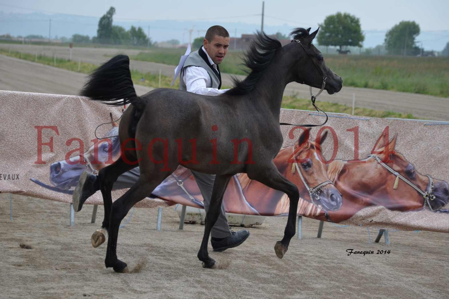 Concours National de Grenade 2014 - LOHENBERG VICTORIA - 55