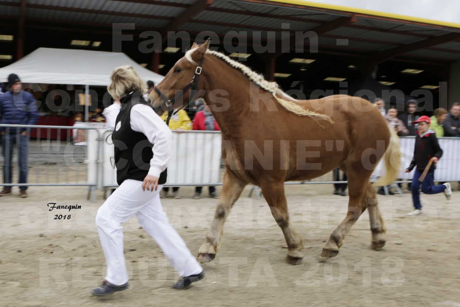 Concours Régional "OCCITANIE" de Chevaux de Traits à REQUISTA en 2018 - GASPARINE 3 - 2