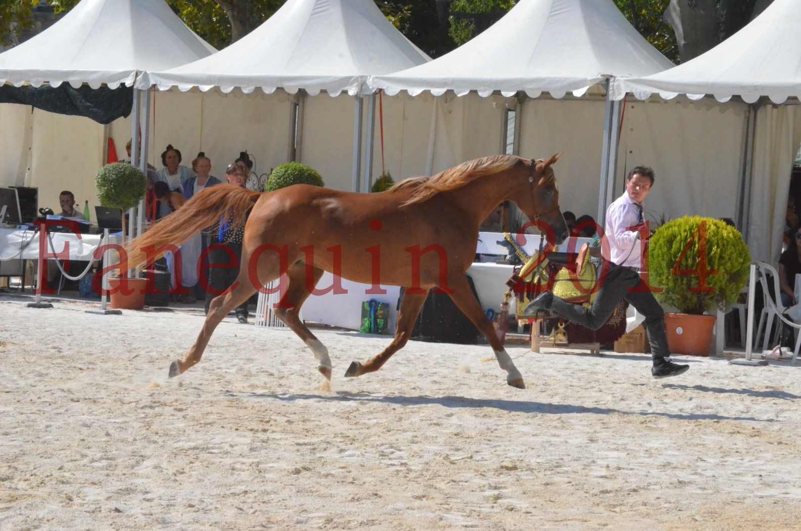 Concours National de Nîmes de chevaux ARABES 2014 - Championnat - MASSAI DE BARREL - 14