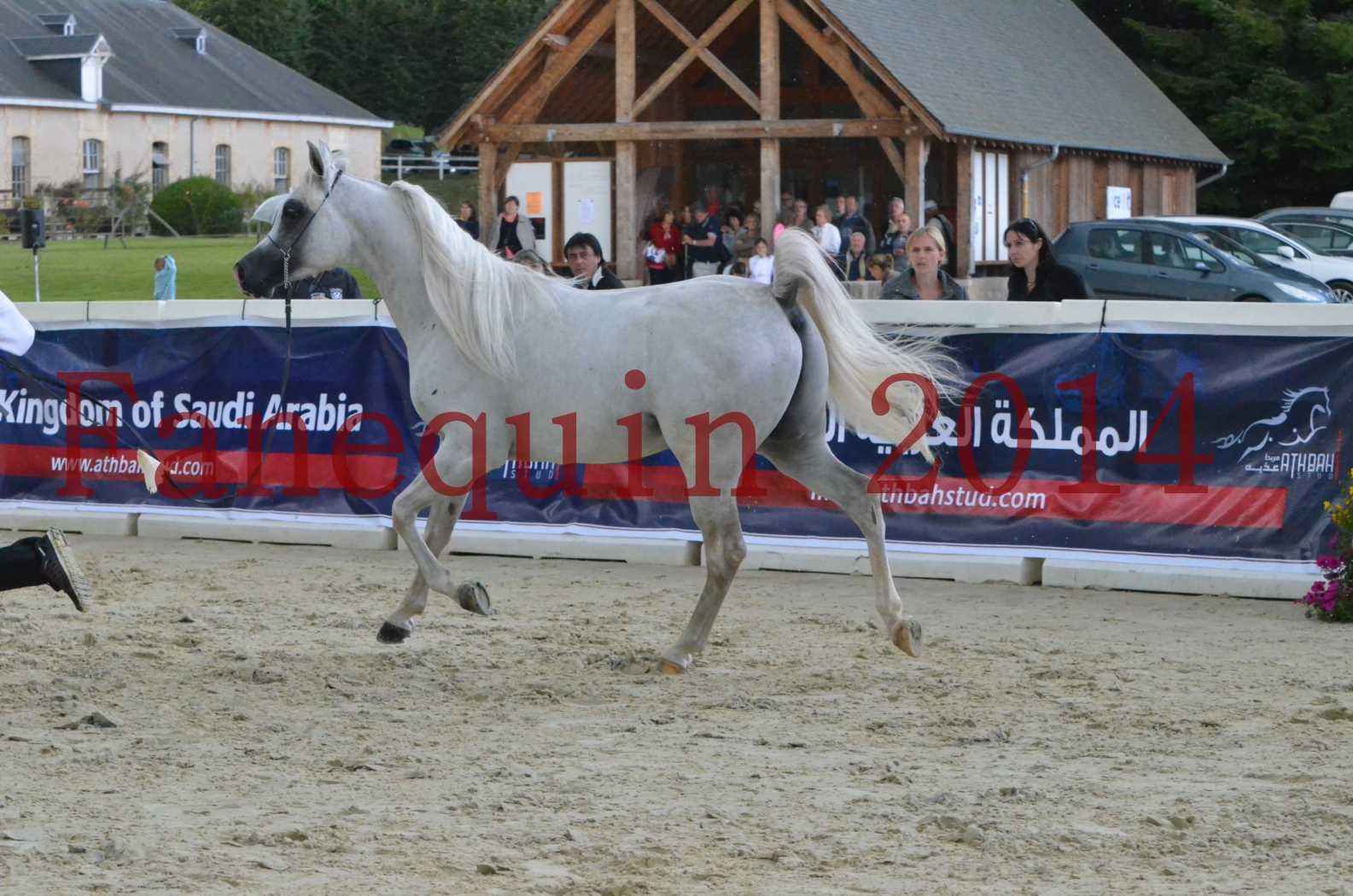 CHAMPIONNAT DE FRANCE 2014 A POMPADOUR - Sélection - FA STARLIGHT - 12