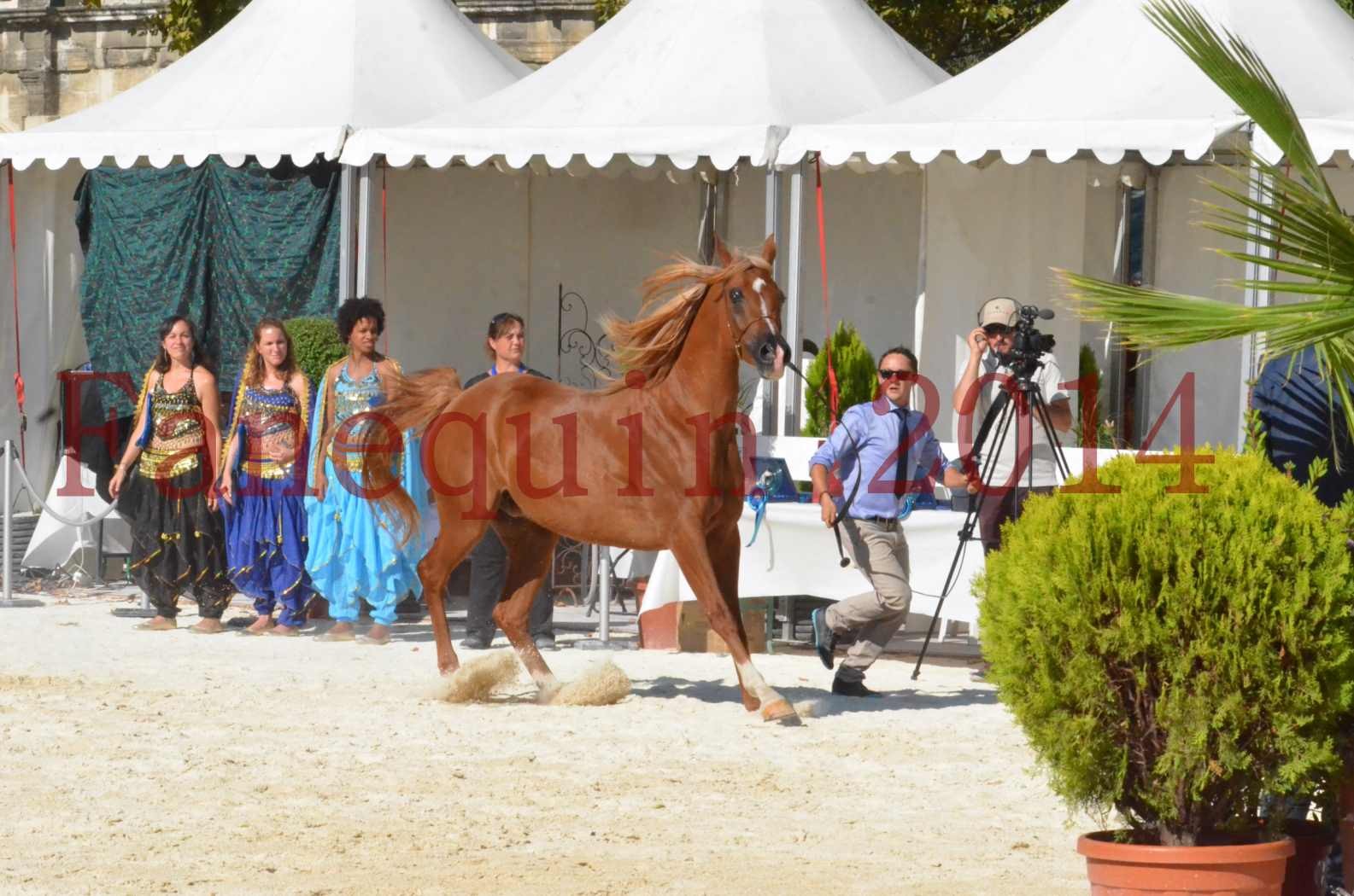 Concours National de Nîmes de chevaux ARABES 2014 - Championnat - MASSAI DE BARREL - 46