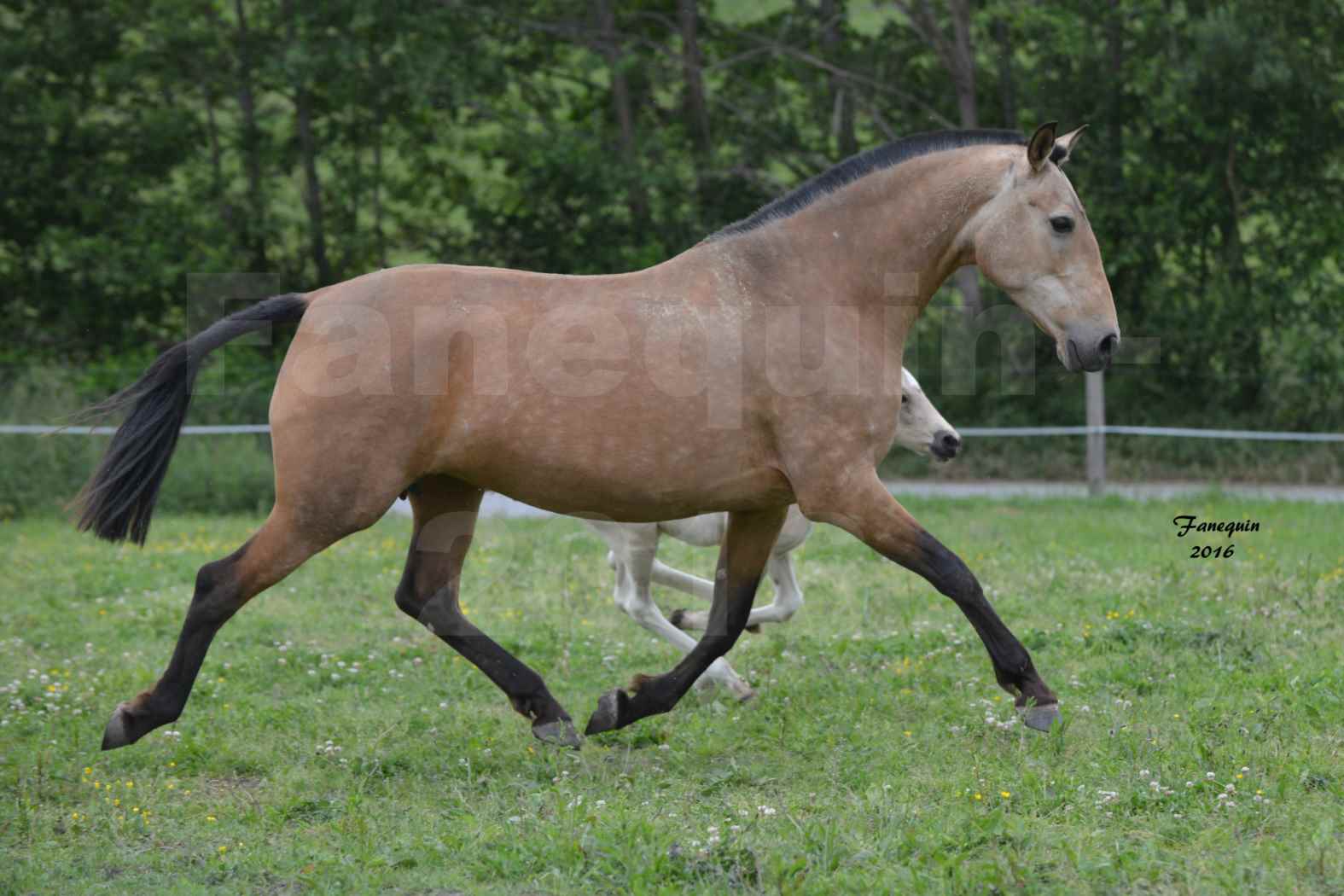 Chevaux PRE de l'élevage DEL TESSUOR - Frédérique VIGNE - 19