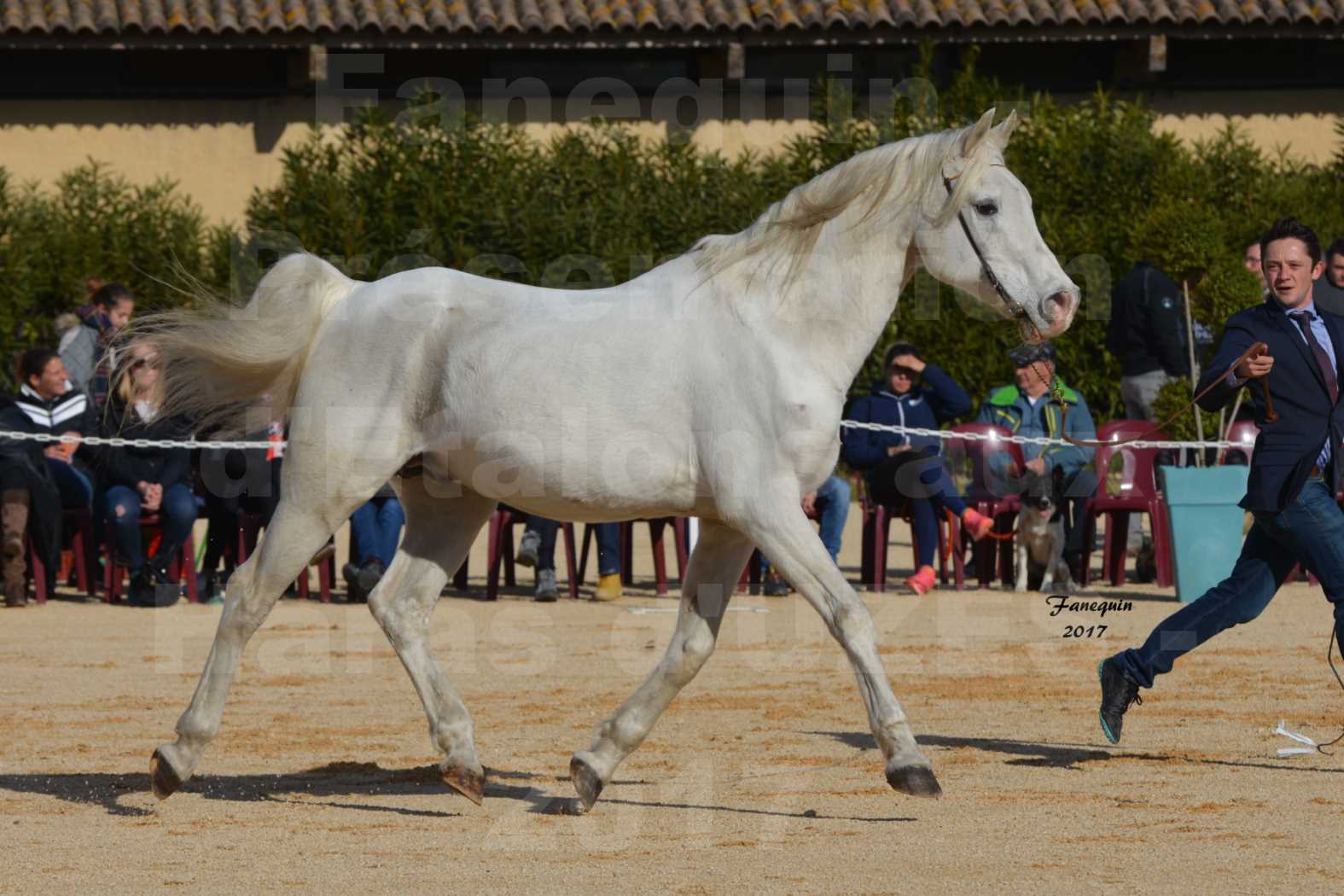 Présentation d’Étalons aux Haras d'UZES - présentation en main - FELOUK DE LA CHAMPOLINE - 2