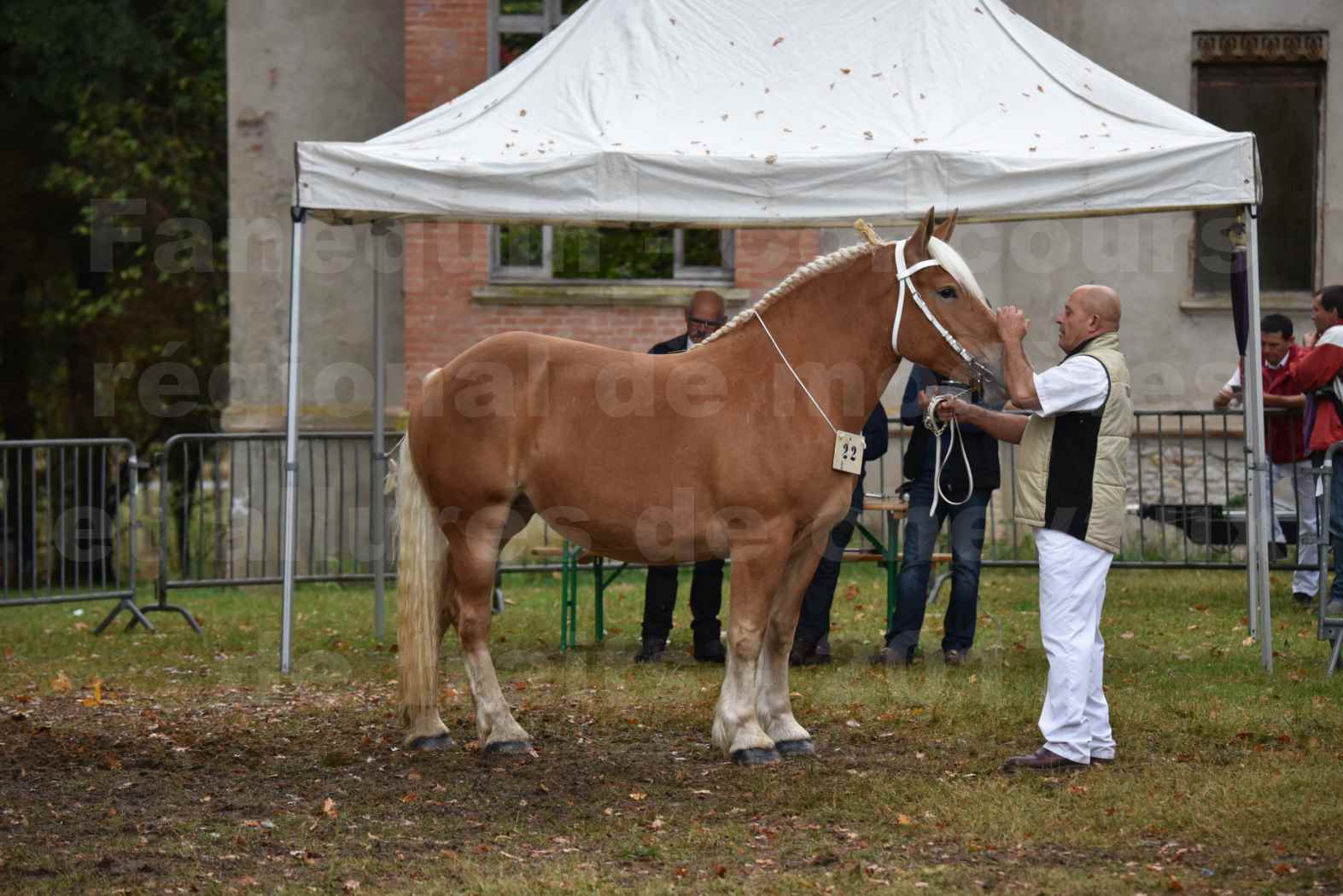 Concours Régional de chevaux de traits en 2017 - Trait COMTOIS - ELLA DE BELLER - 1
