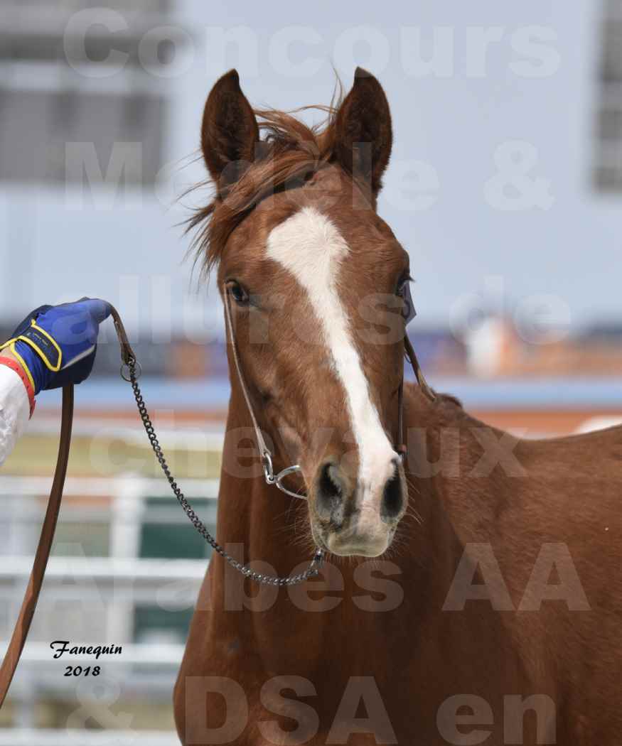 Concours d'élevage de Chevaux Arabes - D. S. A. - A. A. - ALBI les 6 & 7 Avril 2018 - FLEURON CONDO - Notre Sélection - Portraits - 1