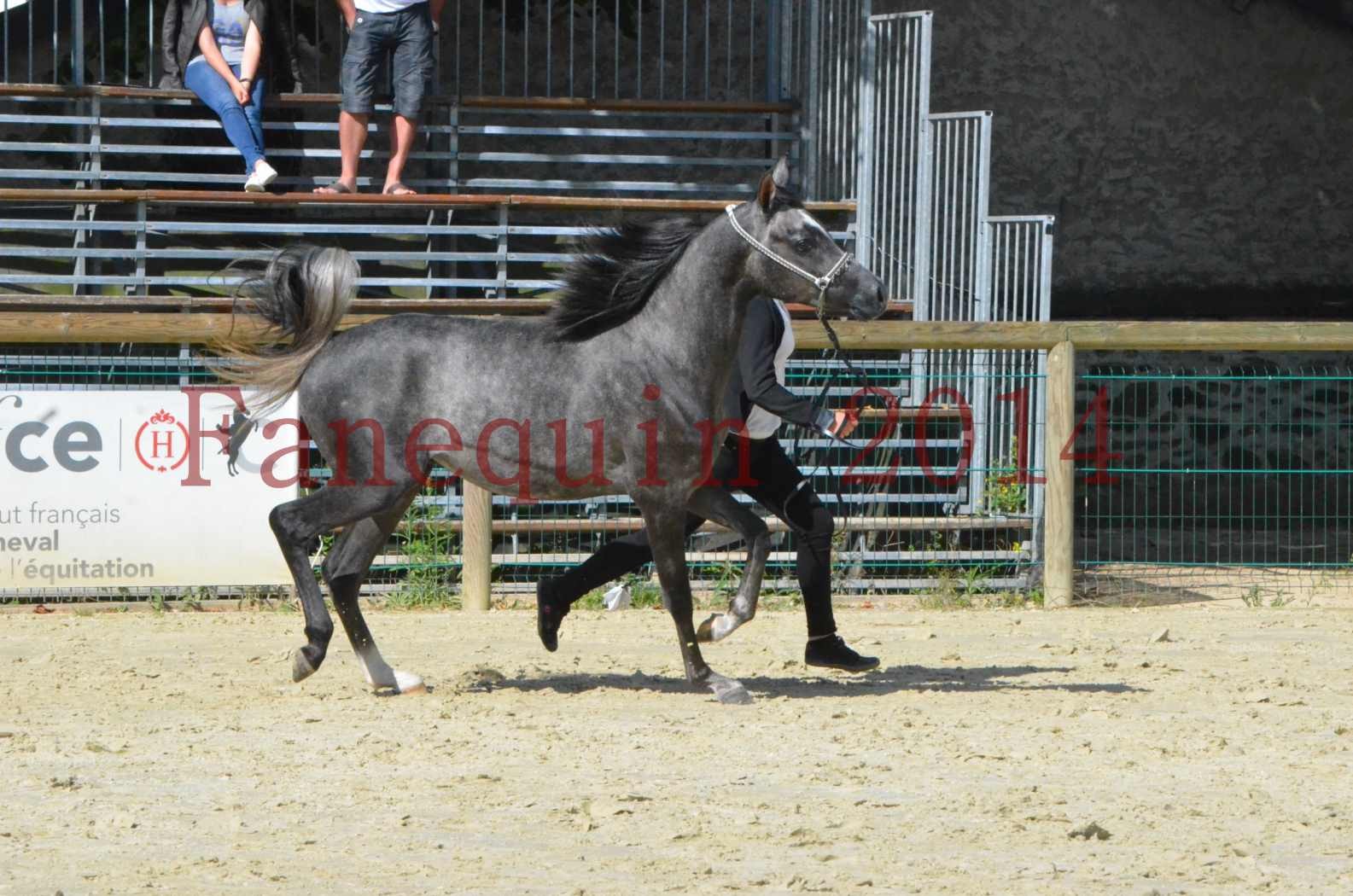 Championnat de FRANCE 2014 - Amateurs - CHTI KAID D'AUBIN - 40