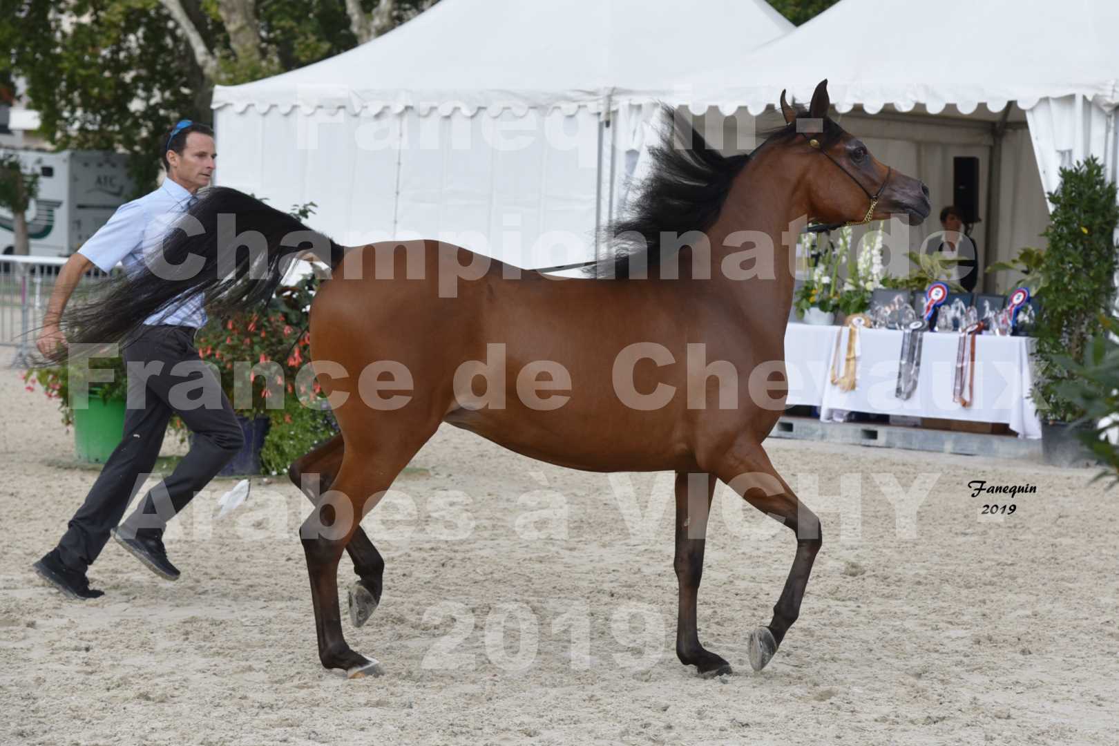 Championnat de France des chevaux Arabes en 2019 à VICHY - MADONNA J - 3