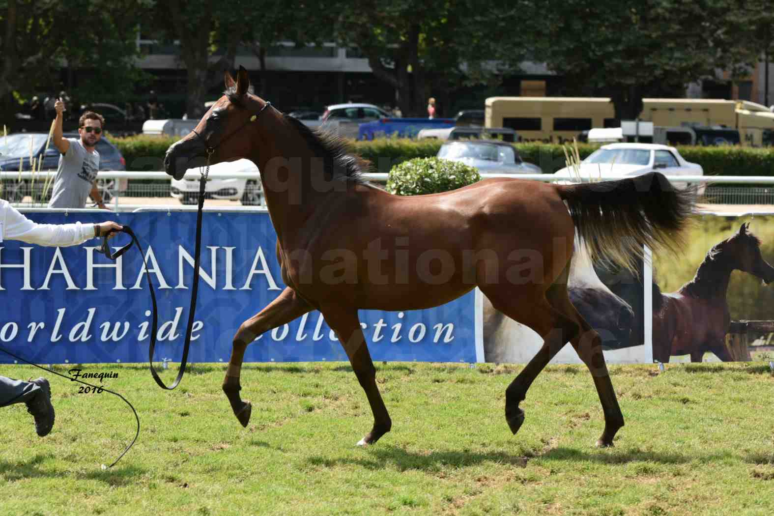 International Arabian Horse Show B de VICHY 2016 - ASRAR MS - Notre Sélection - 5