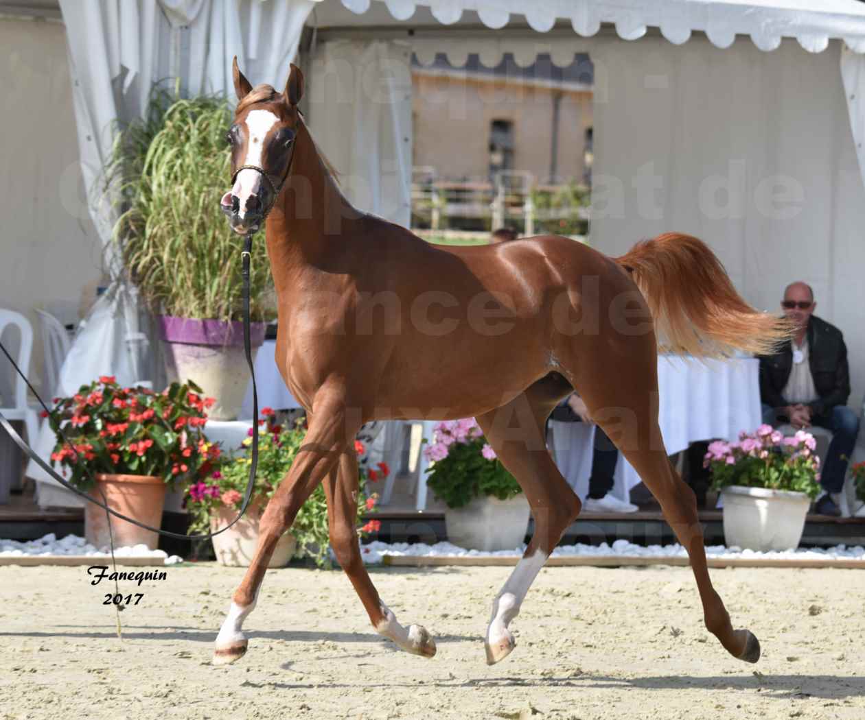 Championnat de France de Chevaux Arabes à Pompadour en 2017 - HAMASAT ALBIDAYER - 3