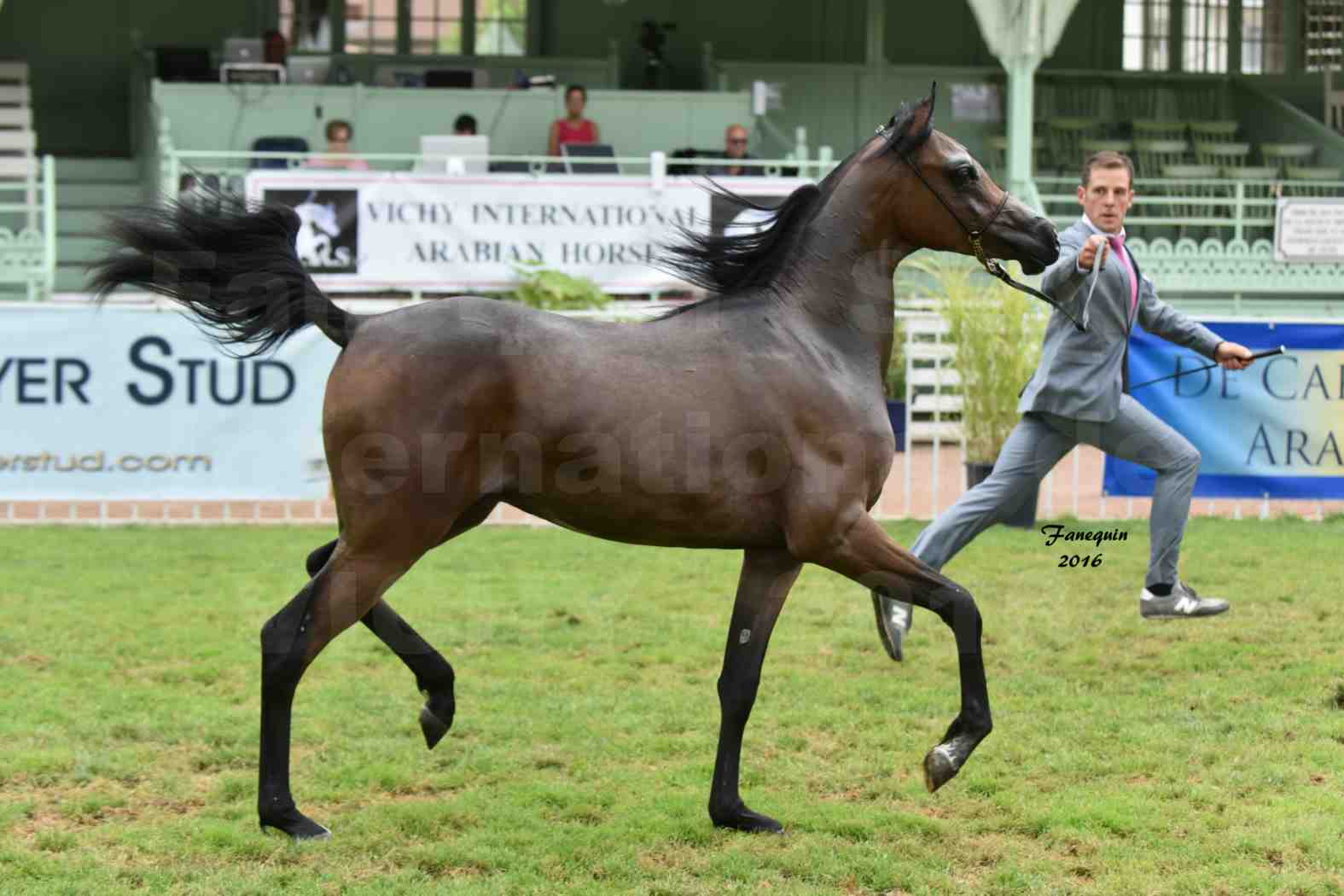 International Arabian Horse Show B de VICHY 2016 - KILLAR DE GACIA