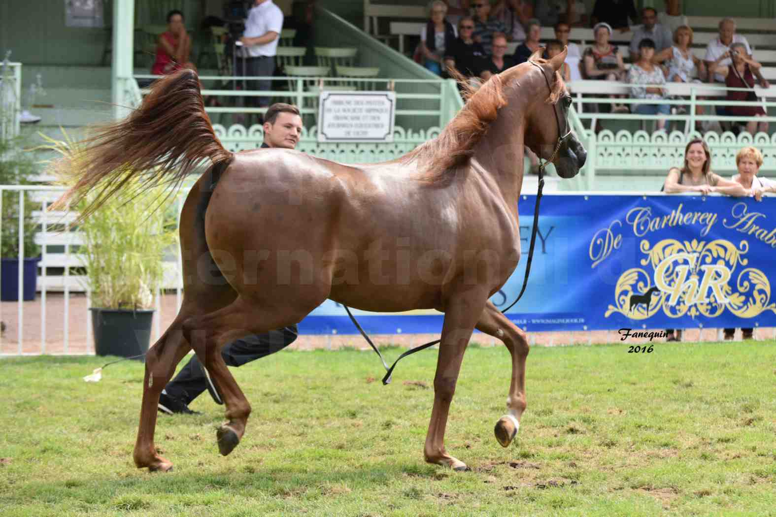 International Arabian Horse Show B de VICHY 2016 - PEARL DE DJOON - Notre Sélection - 32