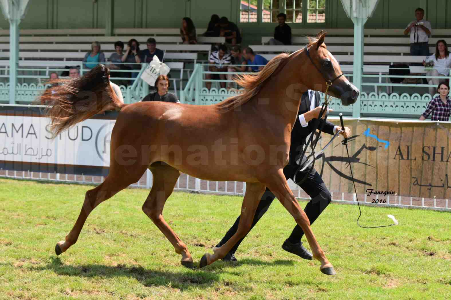 International Arabian Horse Show B de VICHY 2016 - JA FALAENE - Notre Sélection - 02