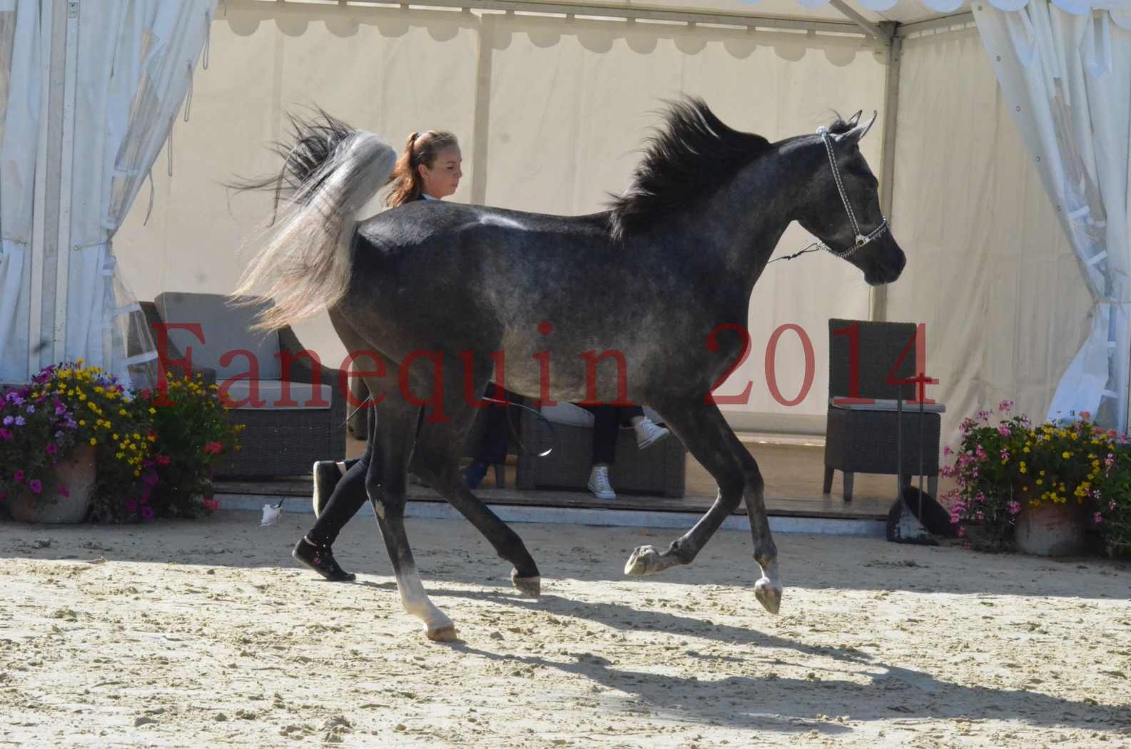 Championnat de FRANCE 2014 - Amateurs - CHTI KAID D'AUBIN - 39