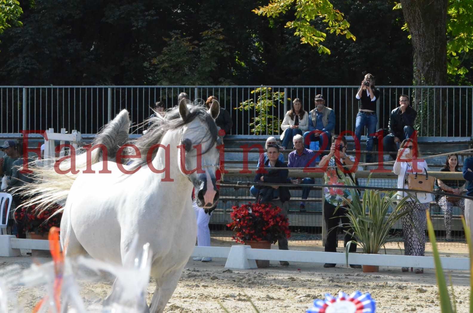 CHAMPIONNAT DE FRANCE  2014 A POMPADOUR - Sélection - SHAOLIN DE NEDJAIA - 44