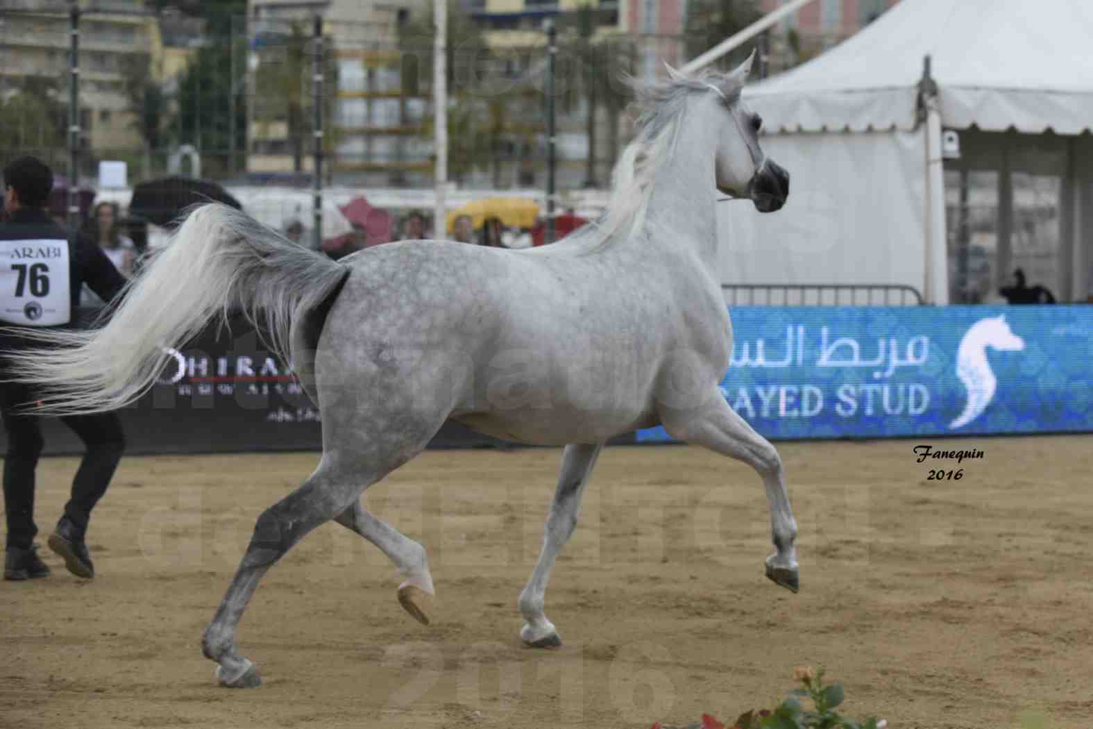 Championnat du pur-sang arabe de la Méditerranée et des pays arabes - MENTON 2016 - WADAD ZAMANI - Notre Sélection - 8